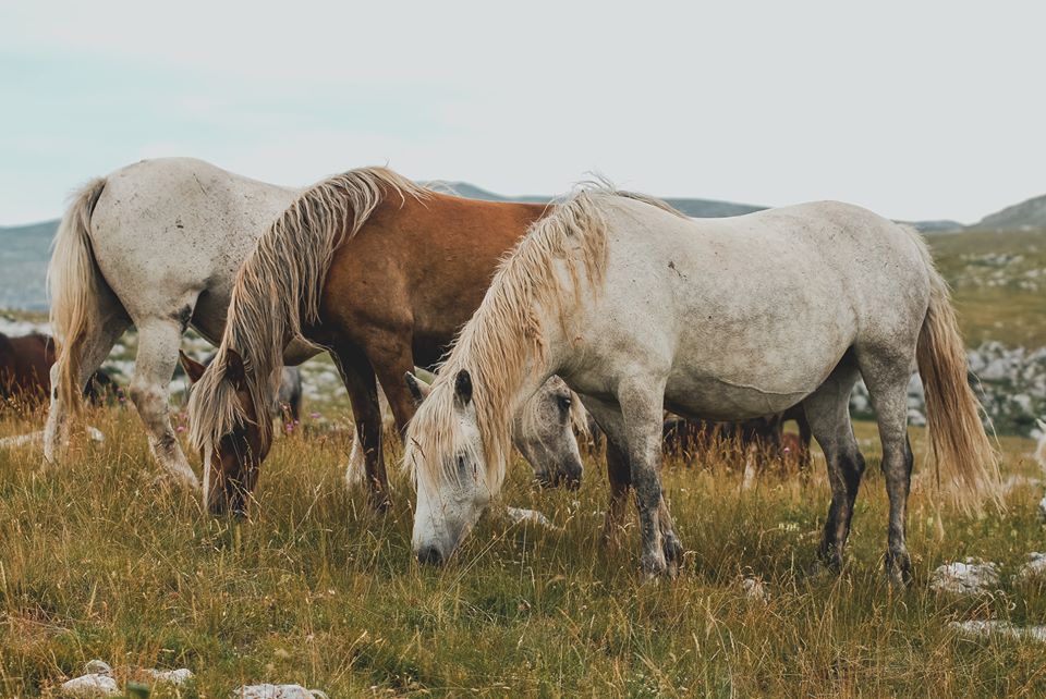 Wild Horses of Cincar