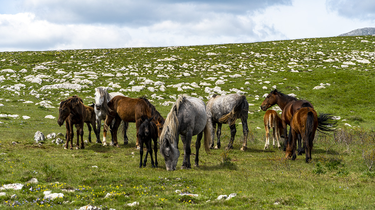 Livno detail